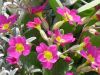 Nazwa pliku: flowers.JPG
Rozmiar pliku: 84KB
Wymiary: 800x600
Data dodania: Listopad 12, 2006 flowers.JPG